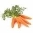 Морква – популярний інгредієнт до салатів та супів - Bonduelle